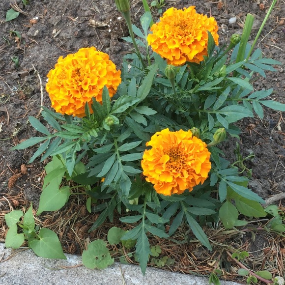 Meet your Posher, Leah - Picture 1 of 1